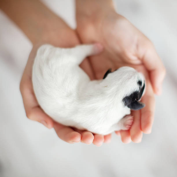 istock Newborn puppy in the palms 1358451728