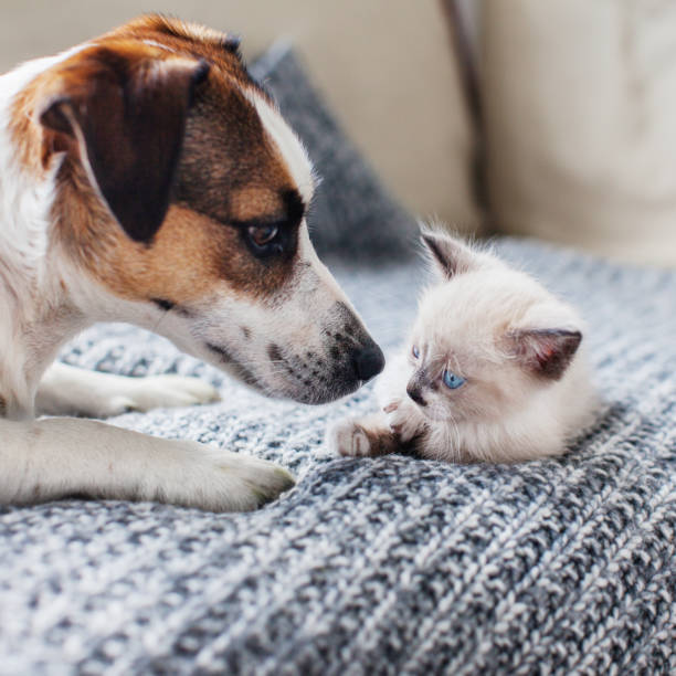 istock Dog and cat together 1358451730