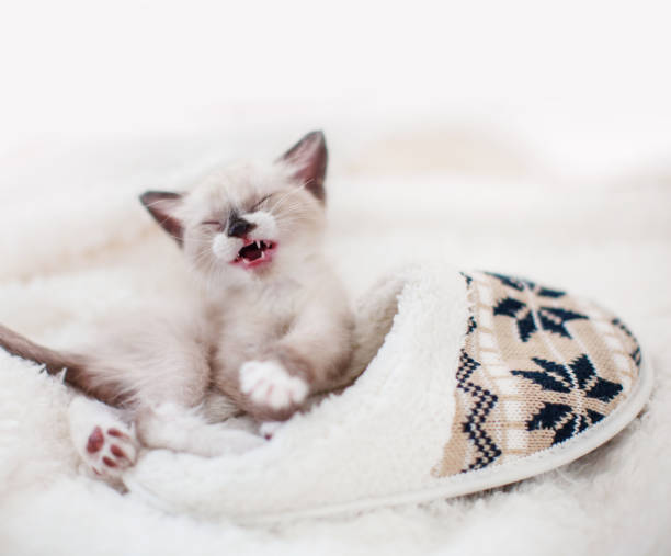 istock Kitten on a blanket near home slippers 1358451731