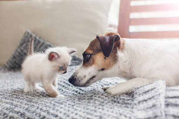 istock Dog and cat together 1358451741