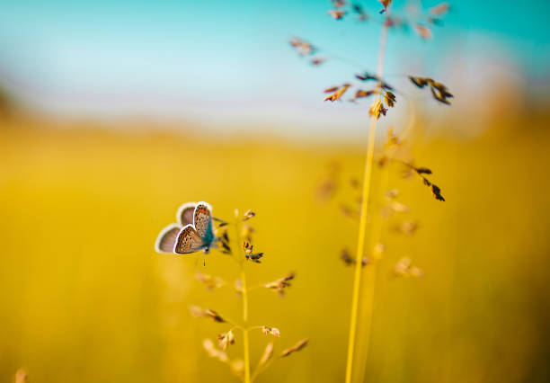 flying butterfly in nature