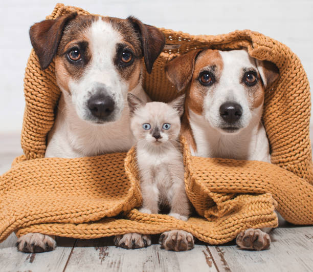 istock Dogs and cat under the plaid 1358451945