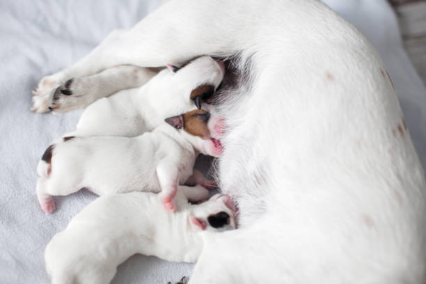 istock Dog breastfeeding puppies 1358452470