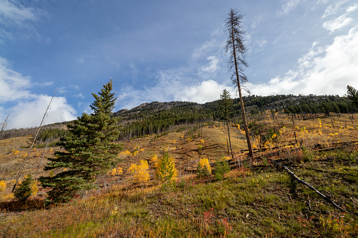Views of the Sawback Burn from the Bow Valley Parkway in Banff National Park, Alberta, Canada