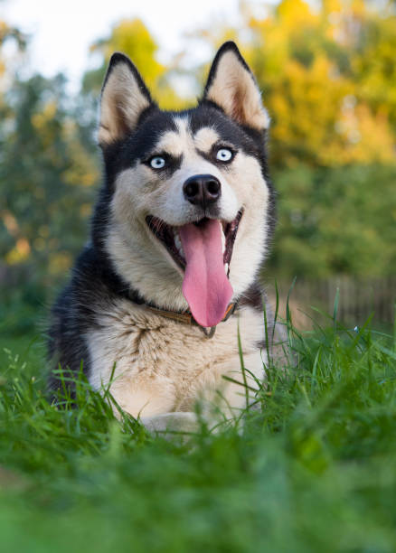 istock portrait of siberian husky 1358453151