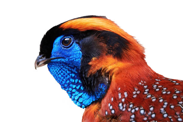 Temminck's tragopan head isolated on white background