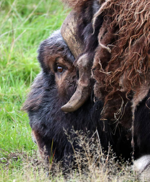istock Musk ox in profile close-up 1358455788