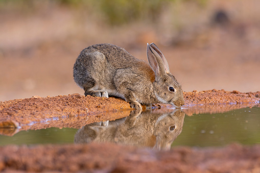 Iberian hare in the field in Castilla La Mancha, Spain. Iberian hare drinking water