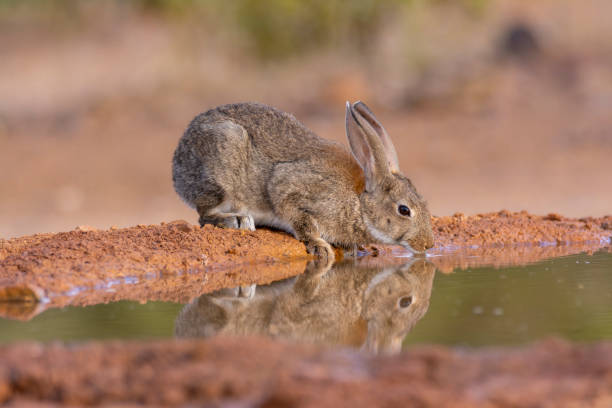 Iberian hare in Castilla La Mancha, Spain. Iberian hare in the field in Castilla La Mancha, Spain. Iberian hare drinking water rabbit animal stock pictures, royalty-free photos & images