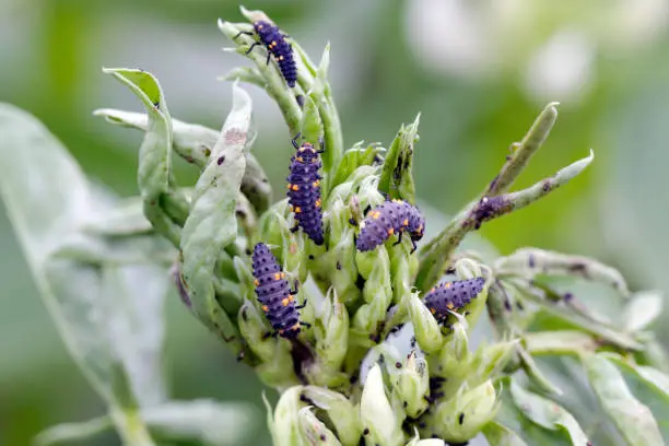 The black bean aphids, Aphis fabae, on faba bean plants and their natural enemy - Asian ladybug larvae - harlequin ladybird (Harmonia axyridis).