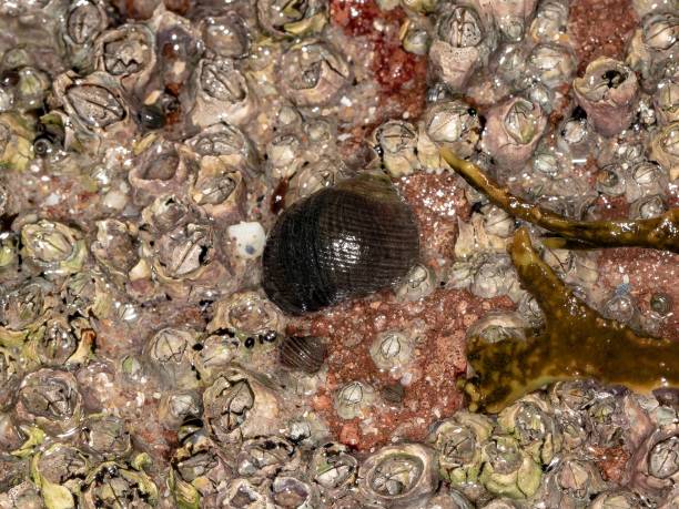 istock Sea Snail Close-Up. 1358458005
