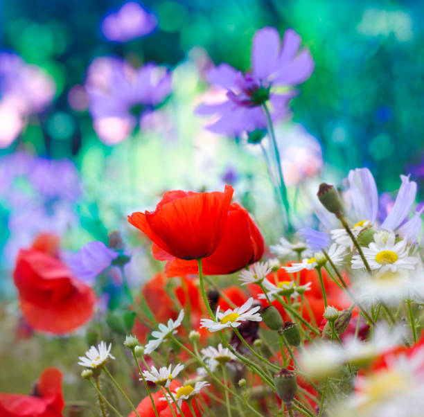 istock Field of Red Poppies 1358458190