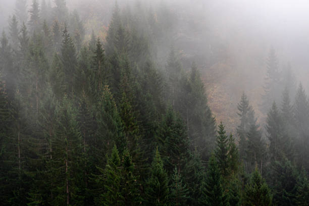 Norwegian spruces in dense fog, athumn