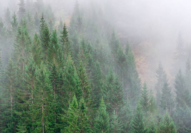 istock Norwegian spruces in dense fog 1358458532