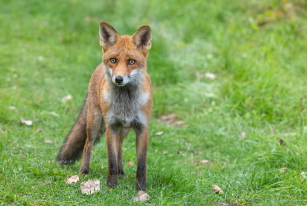 istock Beautiful male red fox 1358458777