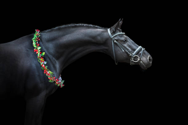 horse portrait in bridle - halter imagens e fotografias de stock