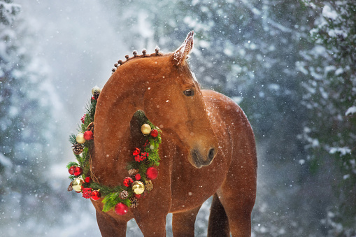Horse in christmas decoration wreath on winter snow day