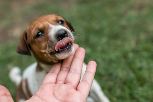 istock Pariah Puppy Dog 1358461768