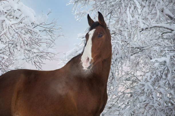 istock Horse in snow trees 1358461788