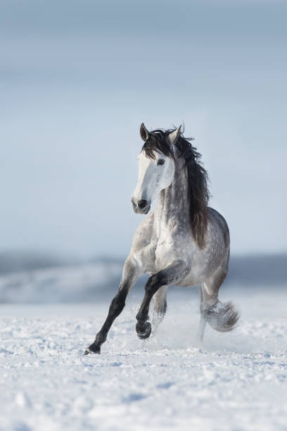istock White horse run fast in snow 1358461811