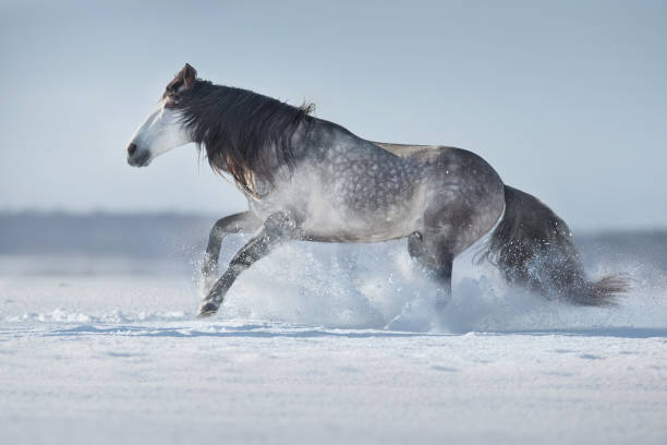 istock White horse run fast in snow 1358461831