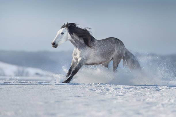 istock White horse run fast in snow 1358461833