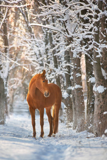 Horse in winter snow at sunset