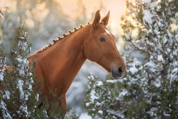 istock Horse in winter snow at sunset 1358461853