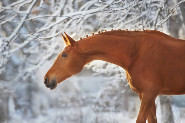 istock Horse in winter snow at sunset 1358461859