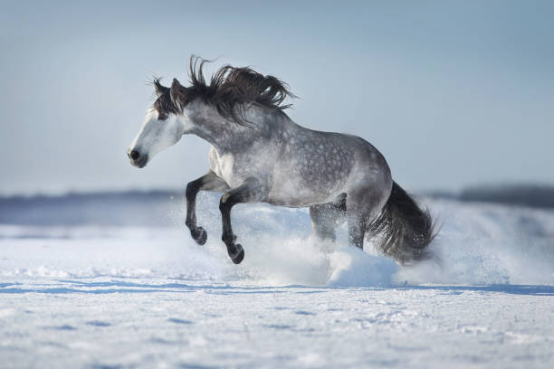 istock Grey long maned horse run fast and stopped 1358461886
