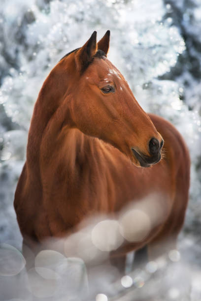 Beautiful bay horse portrait in winter frozen forest