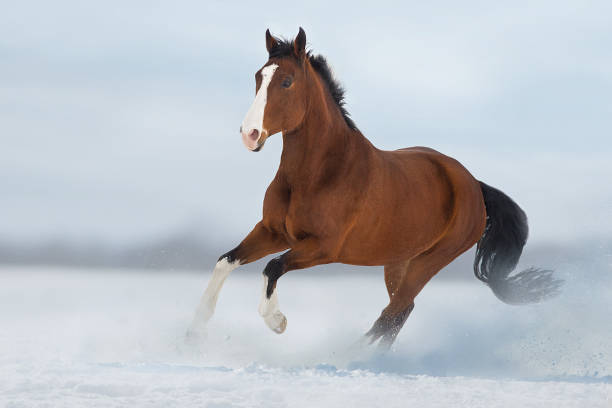 istock Horse run in snow 1358461906