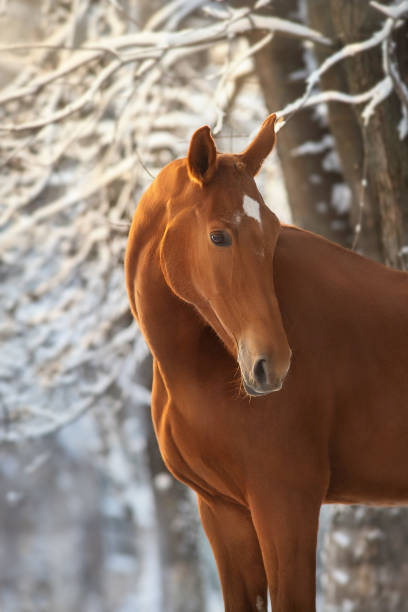 istock Horse in winter snow at sunset 1358461912