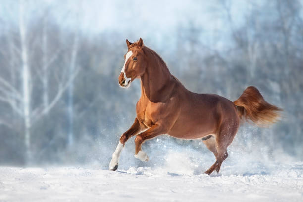 istock Horse run in winter snow 1358461914