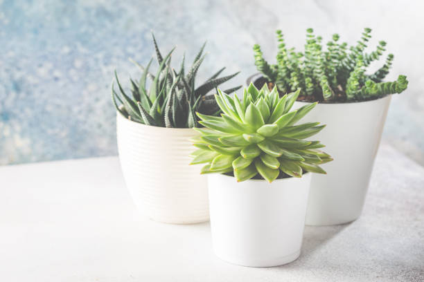 istock succulents in a white pots 1358463097