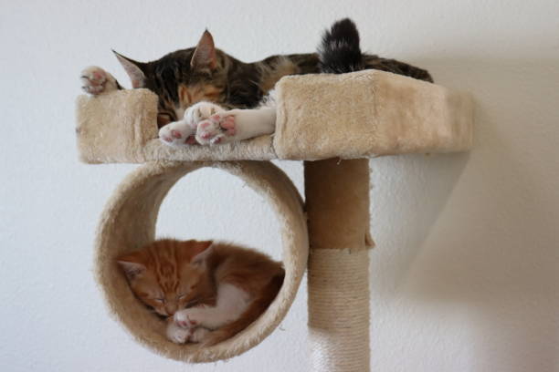 istock Mother Cat and Kitten Sleeping 1358463351