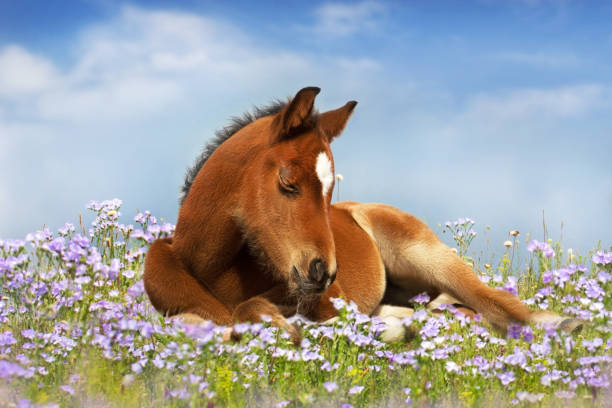 Sweet little sleeping chestnut foal baby horse outside on a lawn in spring flowers meadow