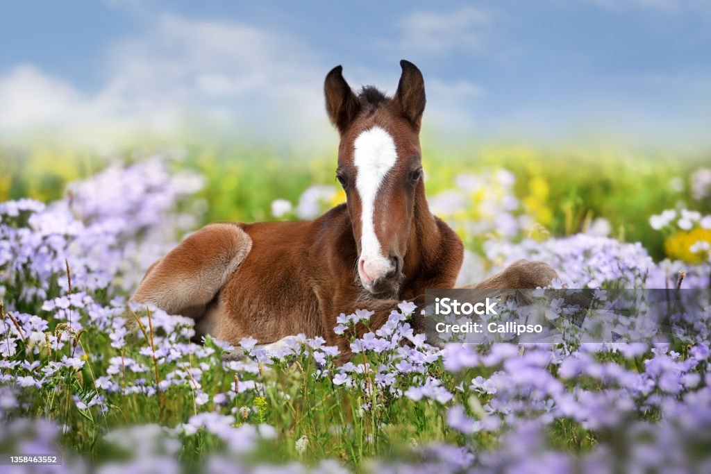 Cute bay foal rest in blue flowers Sweet little sleeping chestnut foal baby horse outside on a lawn in spring flowers meadow Horse Stock Photo