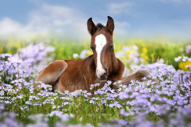 Cute bay foal rest in blue flowers Sweet little sleeping chestnut foal baby horse outside on a lawn in spring flowers meadow foal stock pictures, royalty-free photos & images