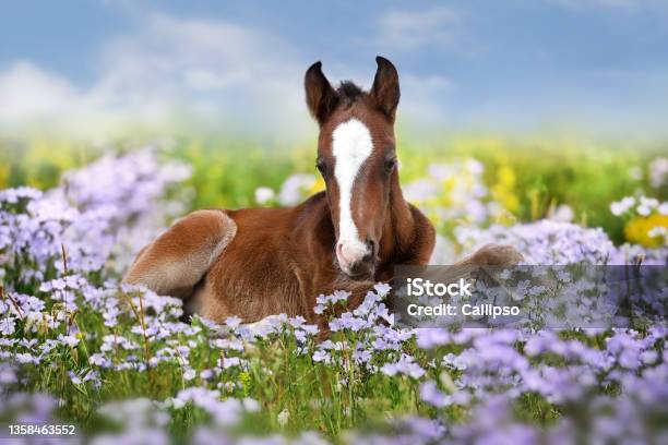 Cute Bay Foal Rest In Blue Flowers Stock Photo - Download Image Now - Horse, Foal - Young Animal, Springtime