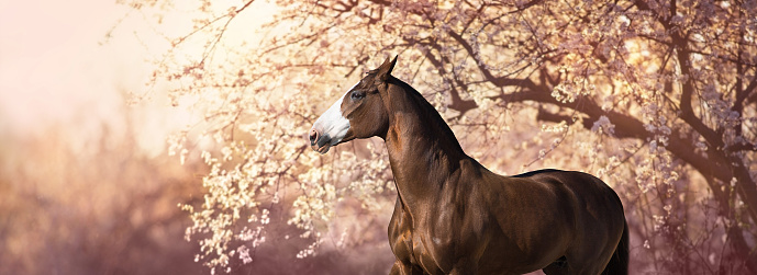 Beautiful  horse portrait standing in front of flowering plum trees. Panorama. Banner