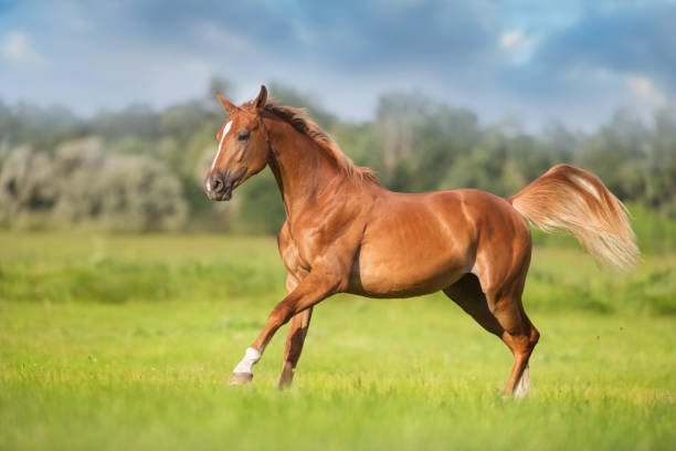 istock Horse run on pasture 1358463754