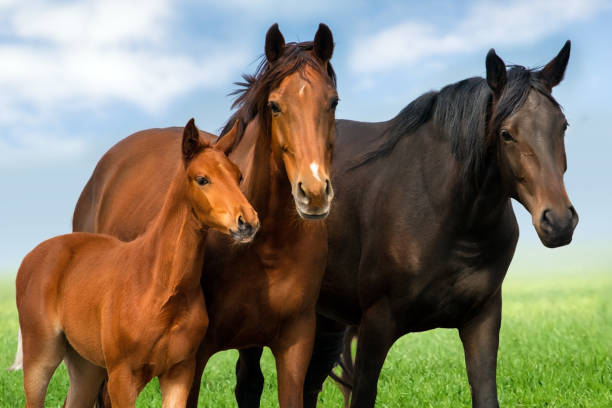 istock Mare and foal portrait 1358463893