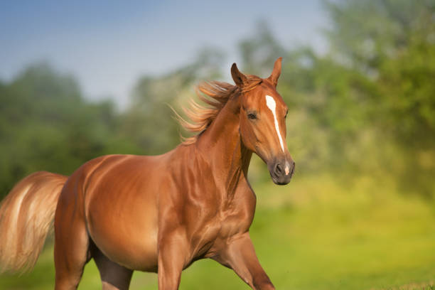 istock Red horse close up portrait in motion 1358464281