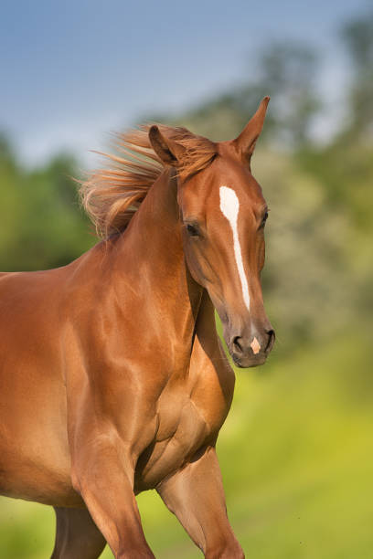 Head of white mare at horse farm