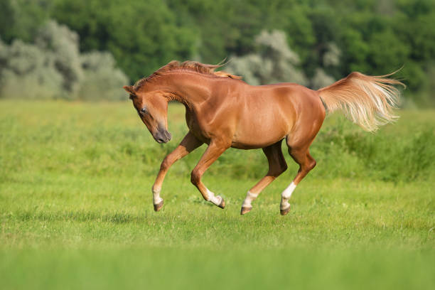 istock Red horse run gallop 1358464294