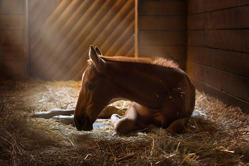 Foal sleep in an old barn and is light with sunshine