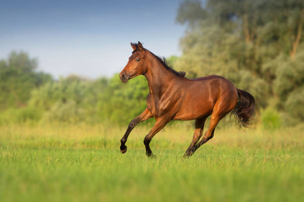 istock Horse run on green field 1358464330