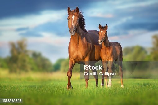 istock Mare and foal 1358464345
