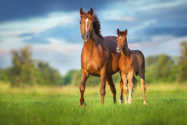 Mare and foal Red mare and foal on green pasture colts stock pictures, royalty-free photos & images